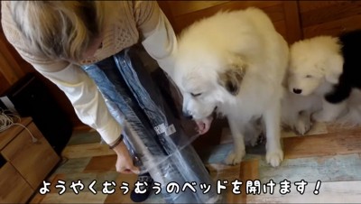 ペット用ベッドの梱包を開封する女性を見つめる2頭の犬