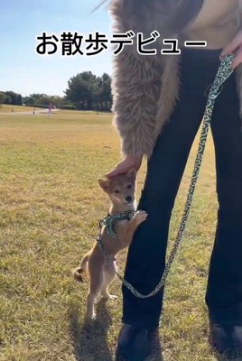お散歩デビューの小次郎くん