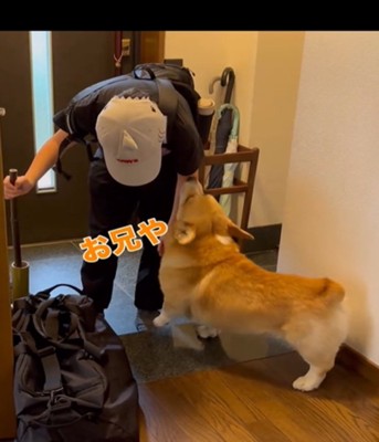 玄関で迎える犬2