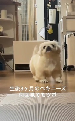 呆然とするムニくん