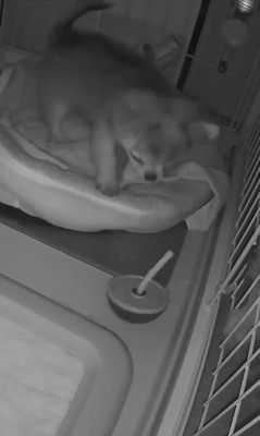 プイちゃんの身に起きた怪奇現象3