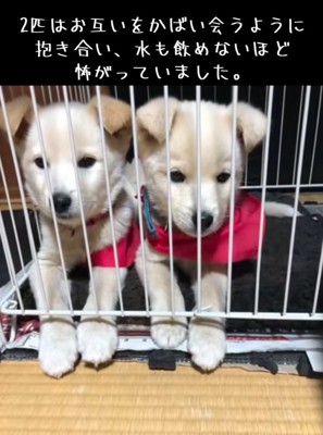 寄り添う2匹