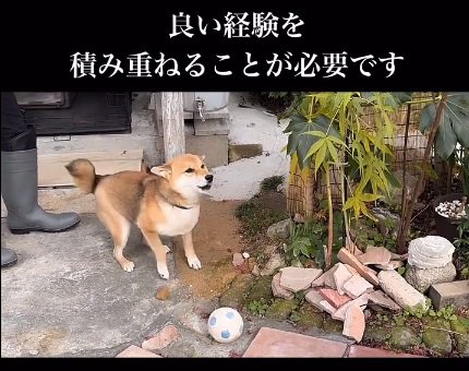 穏やかになった柴犬