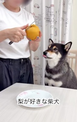 食べ物を見つめる柴犬