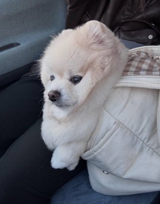 キャリーバッグに入るぽちゃちゃん2