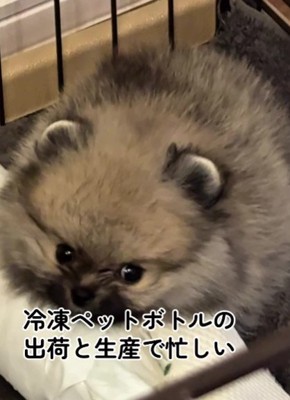 この可愛さは反則!!