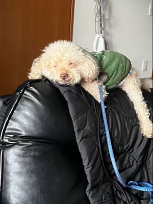 ビジュが変わるアレクくん4