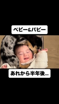 乳児の頭に丸まってくっつく犬
