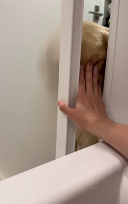 強引に押し出す飼い主さん