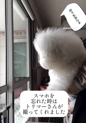 室内の窓から外を見ている犬