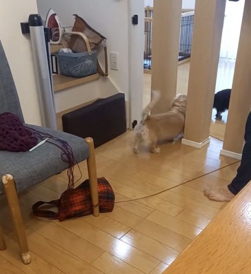 柱の向こうへ向かう犬