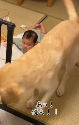 部屋から出ていく犬