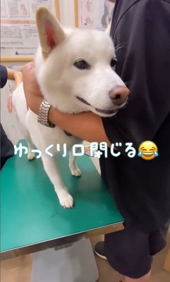 注射を打った時のだい吉くん7