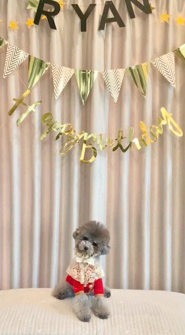 お誕生日のお祝いをされる犬