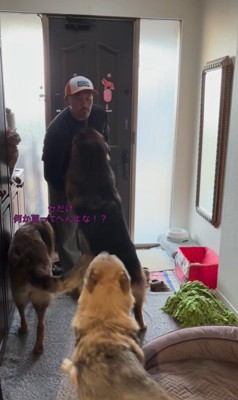 大型犬たちのお出迎え9