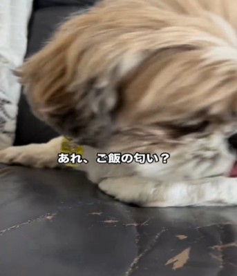 キョロキョロする犬