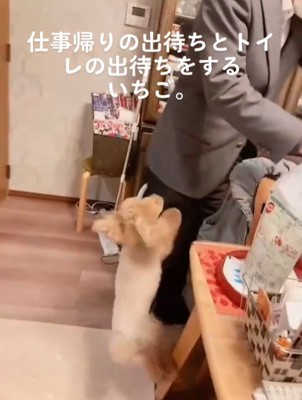 飼い主の帰りを喜ぶ小型犬