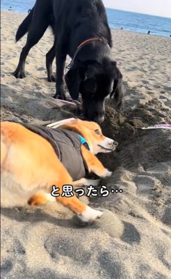 穴掘りを教わるラティちゃん8