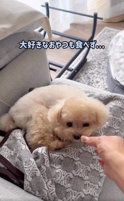 おやつを与える飼い主さん