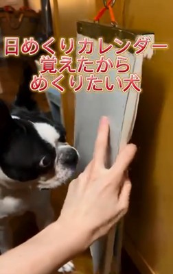 カレンダーをめくりたいマルタくん