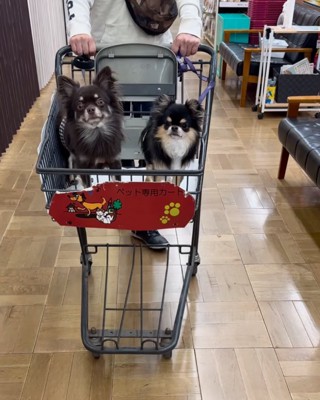 遊んでもらう後輩犬