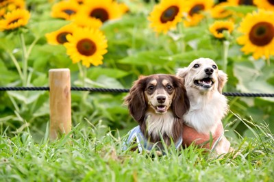 ひまわり畑と犬