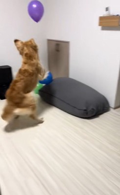 たくさん風船が出てきた時のさらちゃん⑩