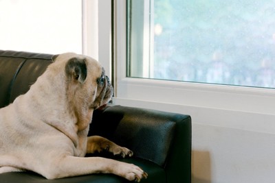 ひとり静かに寛ぐ犬