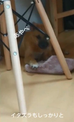 イタズラするラムちゃん