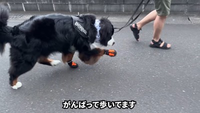 前足だけ靴を履いてお散歩