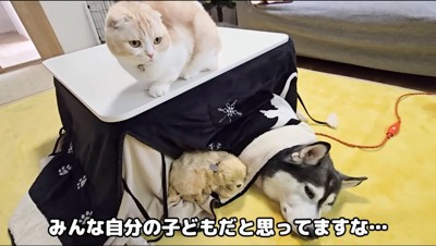 子犬のぬいぐるみのそばで眠るハスキー犬と、近くで見守る猫