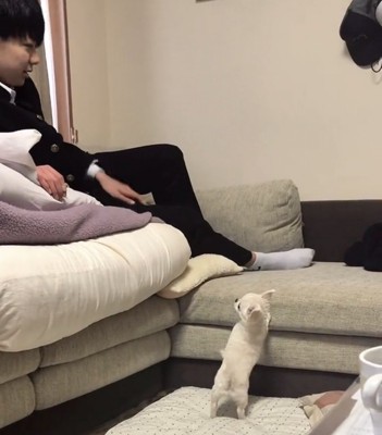 人を見上げて立つ犬