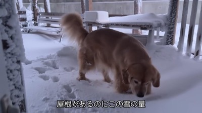 るこる君が起床