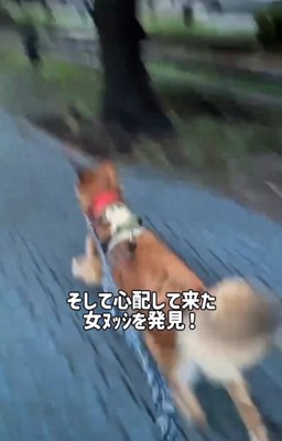 走る犬1
