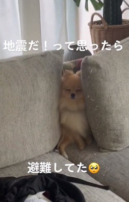 目をつぶるぽんちゃん