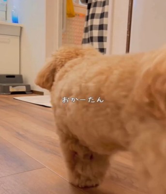 犬の後ろ姿アップ