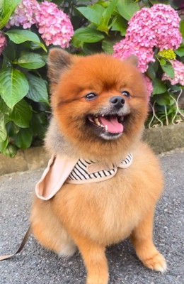 笑顔で座るトムくん