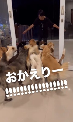 お母さんを歓迎する保護犬たち3