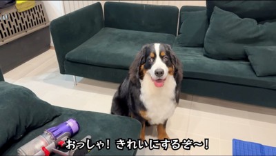 カメラを見つめる犬