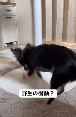 ホリホリするちまきちゃん