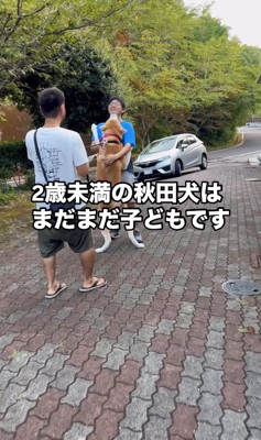 青いTシャツの人に抱きつく秋田犬の後ろ姿