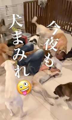 大勢のわんこが群がる