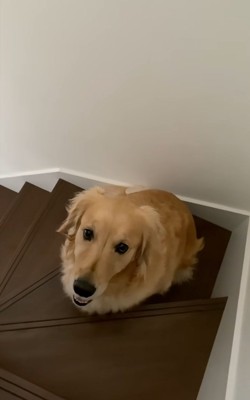 おすわりするメルちゃん