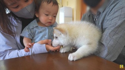 赤ちゃんと子犬さんの挨拶