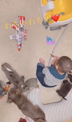 赤ちゃんとチワワファミリー2