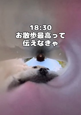 水を飲む犬2