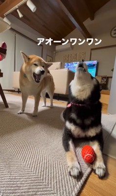 ボールを奪った陽ちゃんVS文句を言う春くん7