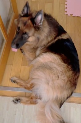 飼い主さんを見るジーボくん