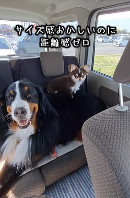 大型犬の上に乗る小型犬