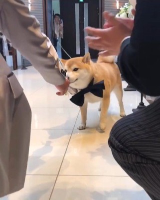 リングドッグに挑戦する豆助座衛門くん4